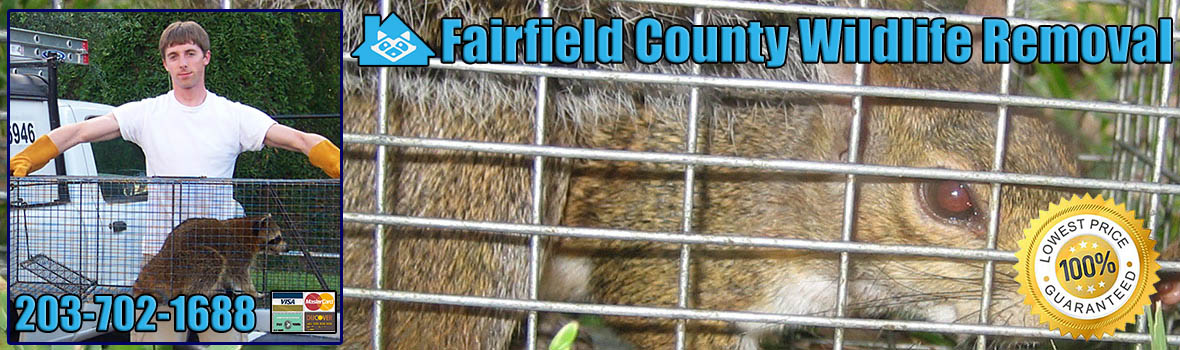 Bridgeport Wildlife and Animal Removal